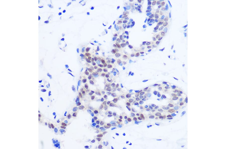 Immunohistochemistry - Anti-SFRS11 Antibody (A308707) - Antibodies.com
