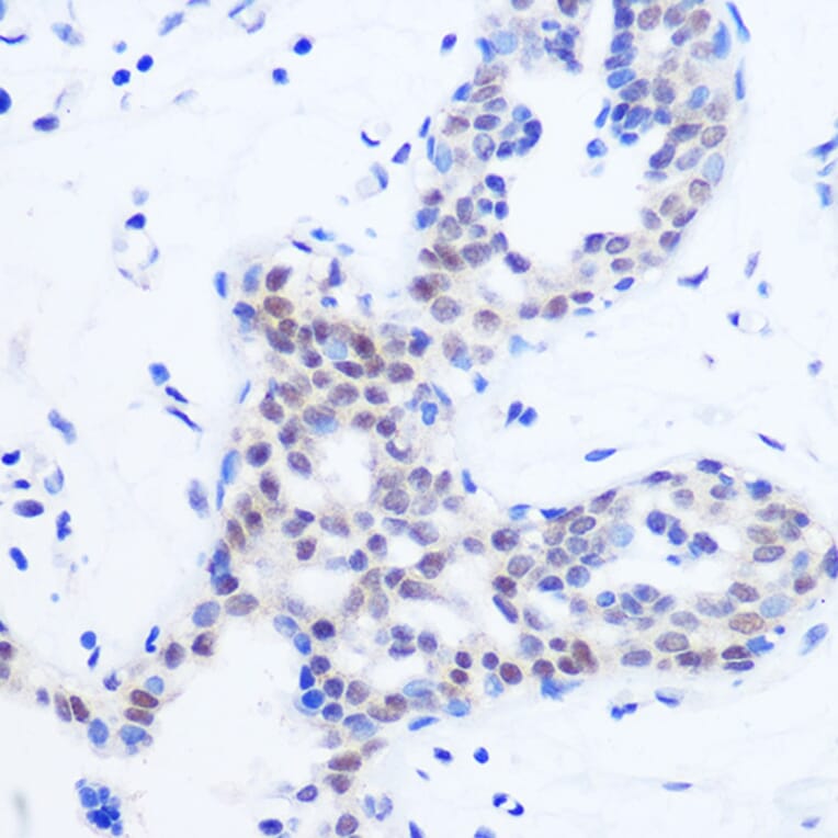 Immunohistochemistry - Anti-SFRS11 Antibody (A308707) - Antibodies.com