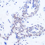 Immunohistochemistry - Anti-SFRS11 Antibody (A308707) - Antibodies.com