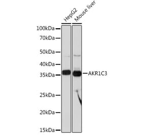 Western Blot - Anti-AKR1C3 Antibody [ARC0857] (A308711) - Antibodies.com