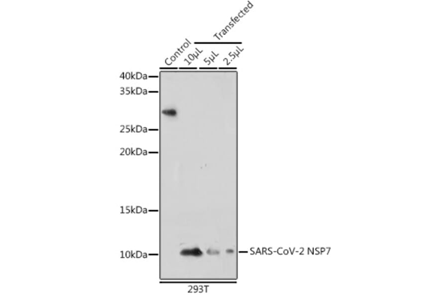 Western Blot - Anti-SARS-CoV-2 NSP7 Antibody (A308712) - Antibodies.com
