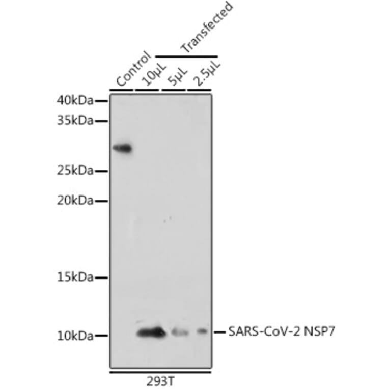 Western Blot - Anti-SARS-CoV-2 NSP7 Antibody (A308712) - Antibodies.com