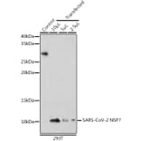 Western Blot - Anti-SARS-CoV-2 NSP7 Antibody (A308712) - Antibodies.com