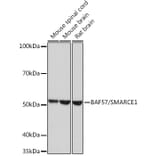 Western Blot - Anti-BAF57/SMARCE1 Antibody [ARC0839] (A308713) - Antibodies.com