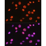 Immunofluorescence - Anti-BAF57/SMARCE1 Antibody [ARC0839] (A308713) - Antibodies.com