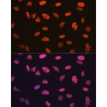 Immunofluorescence - Anti-BAF57/SMARCE1 Antibody [ARC0839] (A308713) - Antibodies.com