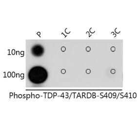 Dot Blot - Anti-TDP43 (phospho Ser409 + Ser410) Antibody (A308714) - Antibodies.com