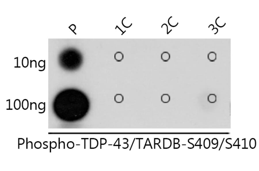 Dot Blot - Anti-TDP43 (phospho Ser409 + Ser410) Antibody (A308714) - Antibodies.com