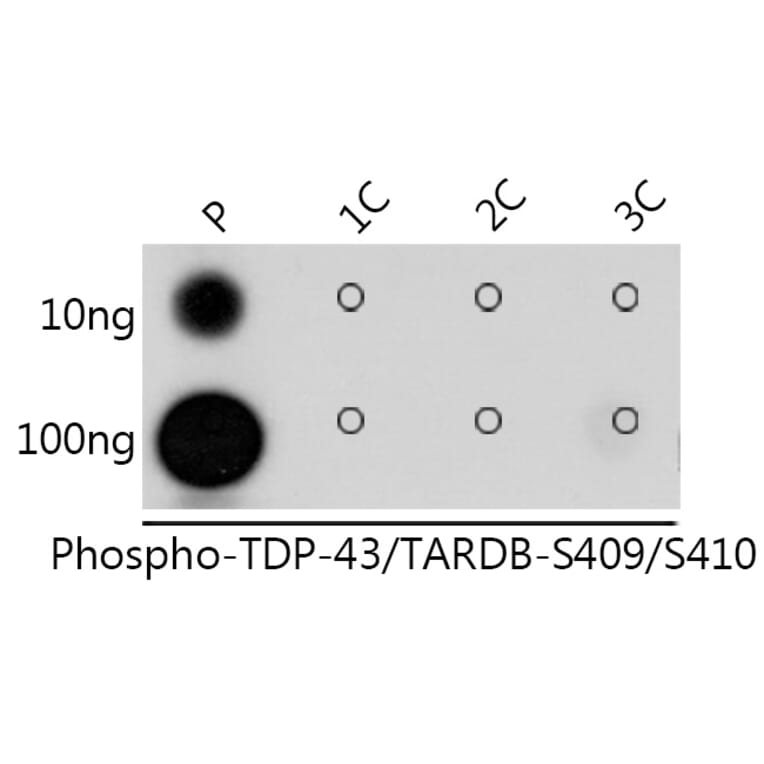 Dot Blot - Anti-TDP43 (phospho Ser409 + Ser410) Antibody (A308714) - Antibodies.com