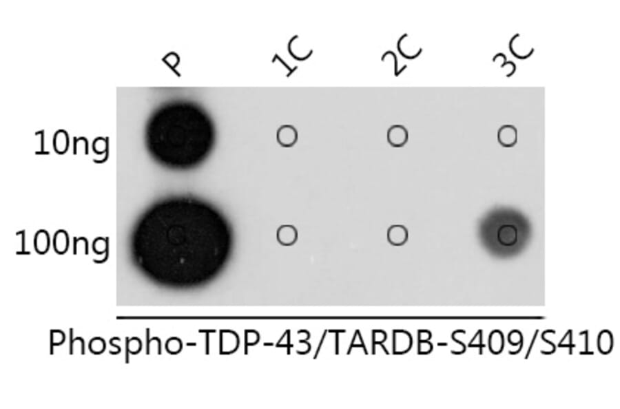 Dot Blot - Anti-TDP43 (phospho Ser409 + Ser410) Antibody (A308714) - Antibodies.com