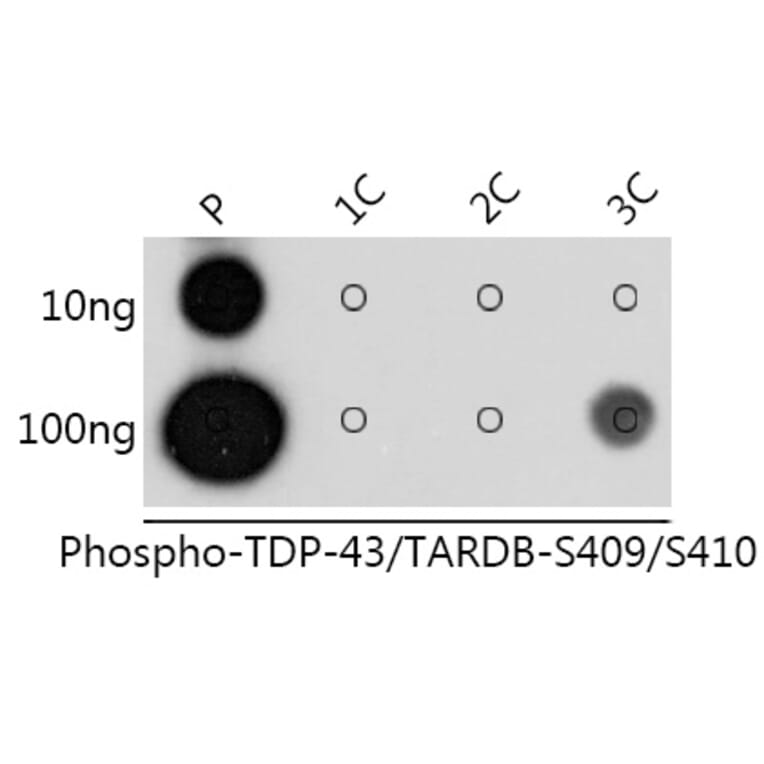 Dot Blot - Anti-TDP43 (phospho Ser409 + Ser410) Antibody (A308714) - Antibodies.com
