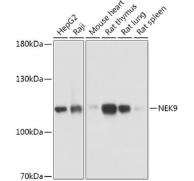 Western Blot - Anti-NEK9 Antibody (A308715) - Antibodies.com