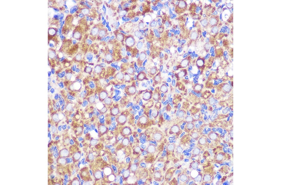 Immunohistochemistry - Anti-NEK9 Antibody (A308715) - Antibodies.com