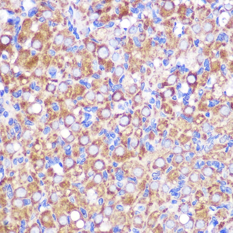 Immunohistochemistry - Anti-NEK9 Antibody (A308715) - Antibodies.com