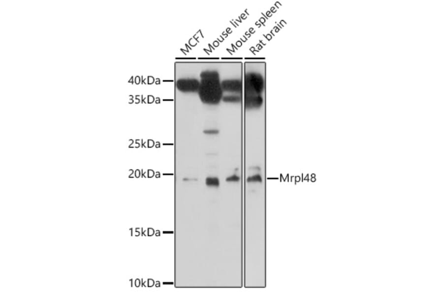 Western Blot - Anti-MRPL48 Antibody (A308720) - Antibodies.com