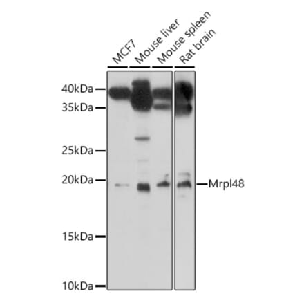 Western Blot - Anti-MRPL48 Antibody (A308720) - Antibodies.com