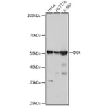 Western Blot - Anti-DEK Antibody [ARC1825] (A308723) - Antibodies.com