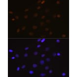 Immunofluorescence - Anti-DEK Antibody [ARC1825] (A308723) - Antibodies.com