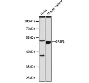 Western Blot - Anti-GRSF1 Antibody (A308726) - Antibodies.com