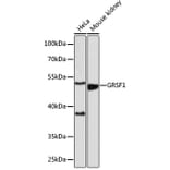 Western Blot - Anti-GRSF1 Antibody (A308726) - Antibodies.com