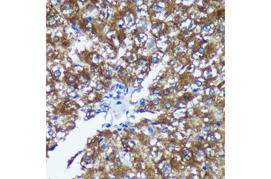 Immunohistochemistry - Anti-GRSF1 Antibody (A308726) - Antibodies.com
