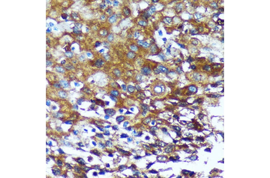 Immunohistochemistry - Anti-GRSF1 Antibody (A308726) - Antibodies.com