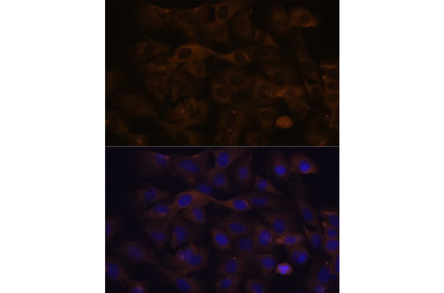 Immunofluorescence - Anti-GRSF1 Antibody (A308726) - Antibodies.com