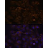 Immunofluorescence - Anti-GRSF1 Antibody (A308726) - Antibodies.com
