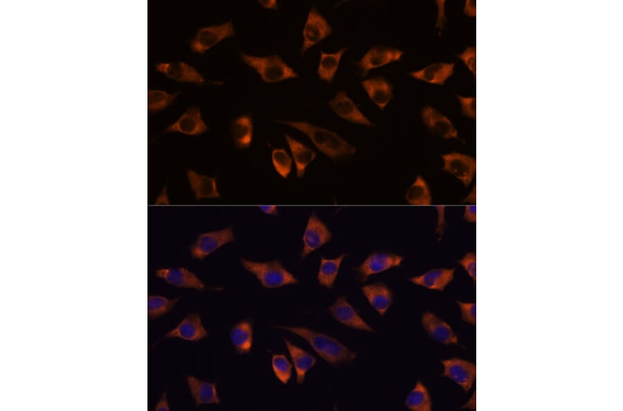 Immunofluorescence - Anti-GRSF1 Antibody (A308726) - Antibodies.com