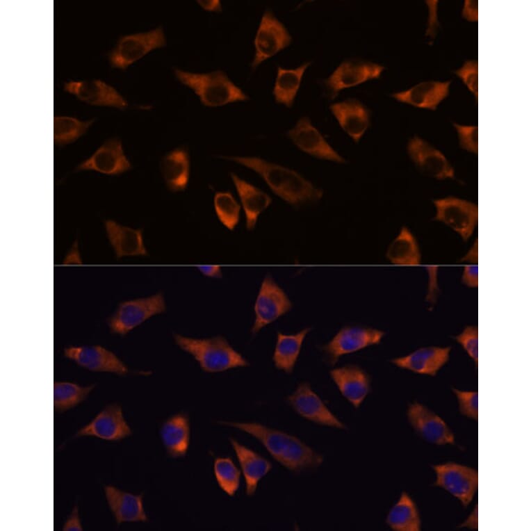 Immunofluorescence - Anti-GRSF1 Antibody (A308726) - Antibodies.com