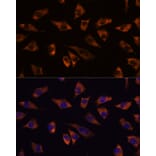Immunofluorescence - Anti-GRSF1 Antibody (A308726) - Antibodies.com