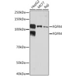 Western Blot - Anti-FGFR4 Antibody [ARC1474] (A308727) - Antibodies.com