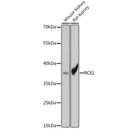 Western Blot - Anti-RCE1 Antibody (A308728) - Antibodies.com