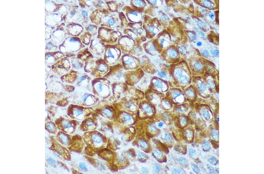 Immunohistochemistry - Anti-RCE1 Antibody (A308728) - Antibodies.com