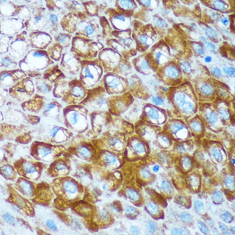 Immunohistochemistry - Anti-RCE1 Antibody (A308728) - Antibodies.com
