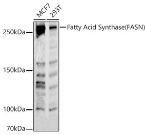 Western Blot - Anti-Fatty Acid Synthase Antibody (A308729) - Antibodies.com