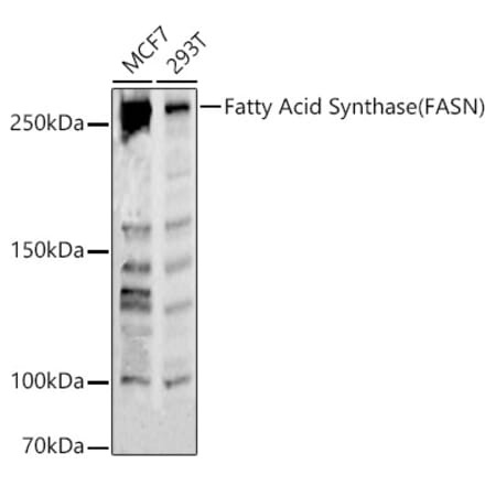 Western Blot - Anti-Fatty Acid Synthase Antibody (A308729) - Antibodies.com