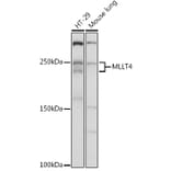 Western Blot - Anti-I Afadin Antibody (A308730) - Antibodies.com