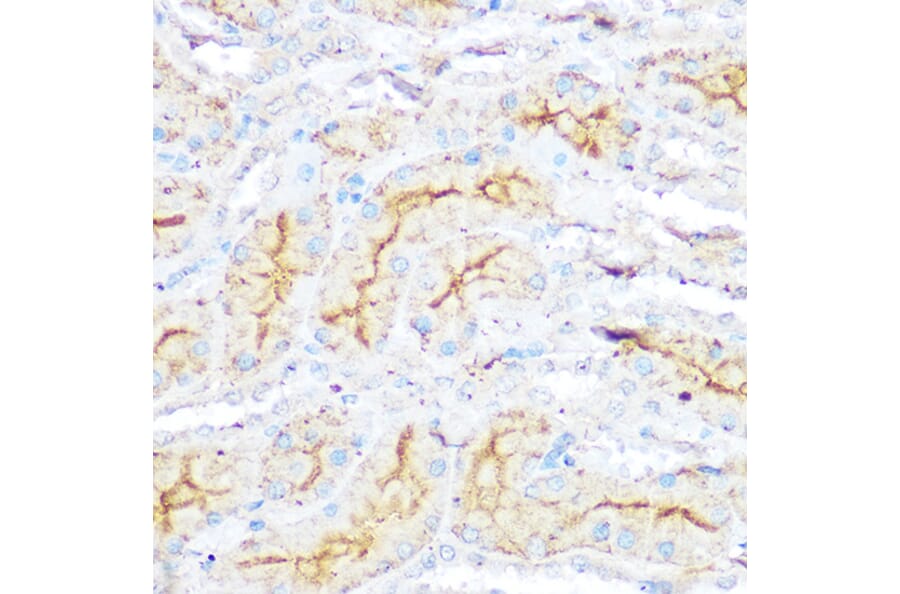 Immunohistochemistry - Anti-I Afadin Antibody (A308730) - Antibodies.com