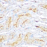 Immunohistochemistry - Anti-I Afadin Antibody (A308730) - Antibodies.com
