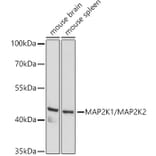 Western Blot - Anti-MEK1 + MEK2 Antibody (A308735) - Antibodies.com