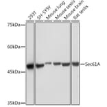 Western Blot - Anti-SEC61A2 Antibody [ARC2323] (A308737) - Antibodies.com