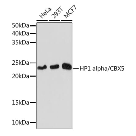 Western Blot - Anti-HP1 alpha Antibody [ARC0244] (A308742) - Antibodies.com