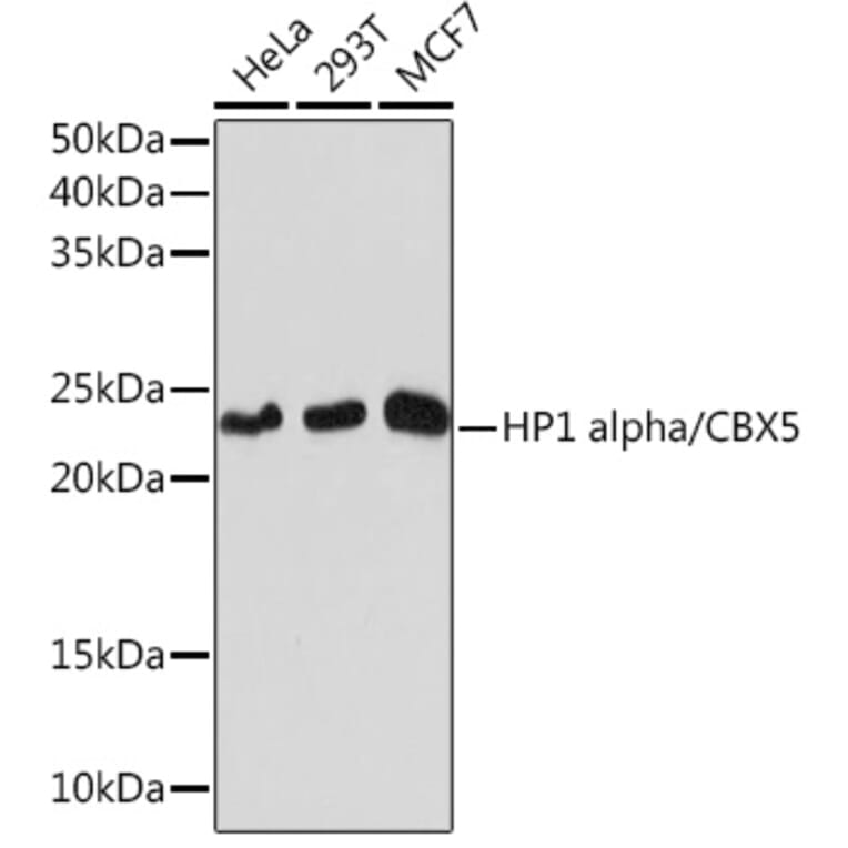 Western Blot - Anti-HP1 alpha Antibody [ARC0244] (A308742) - Antibodies.com