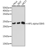 Western Blot - Anti-HP1 alpha Antibody [ARC0244] (A308742) - Antibodies.com