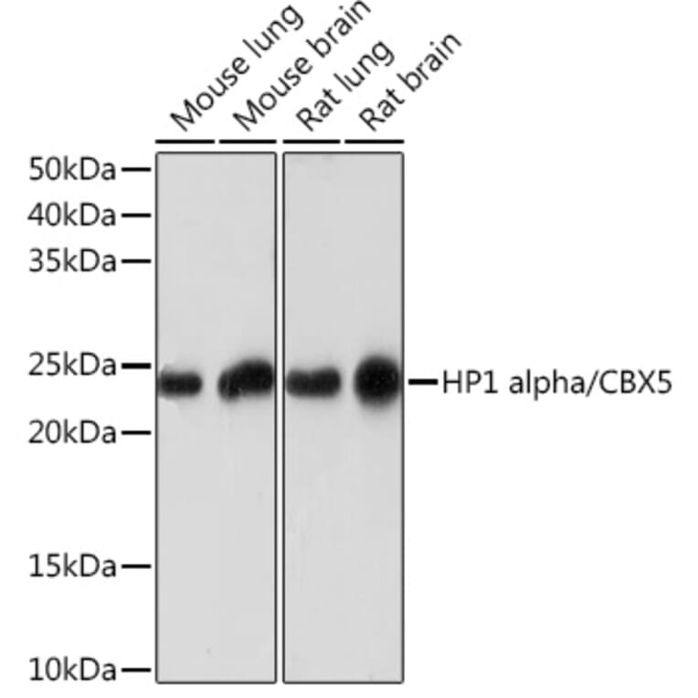 Western Blot - Anti-HP1 alpha Antibody [ARC0244] (A308742) - Antibodies.com