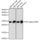 Western Blot - Anti-HP1 alpha Antibody [ARC0244] (A308742) - Antibodies.com