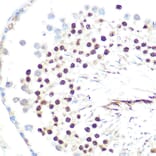 Immunohistochemistry - Anti-HP1 alpha Antibody [ARC0244] (A308742) - Antibodies.com