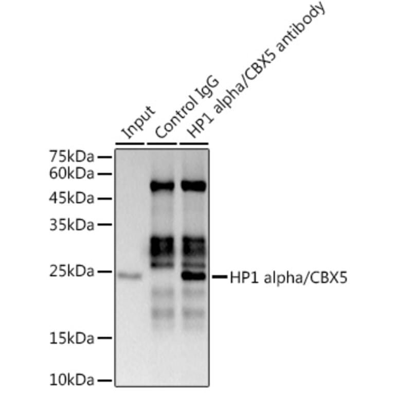 Western Blot - Anti-HP1 alpha Antibody [ARC0244] (A308742) - Antibodies.com