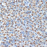 Immunohistochemistry - Anti-Hydrogen Potassium ATPase Beta/ATP4B Antibody [ARC2461] (A308743) - Antibodies.com